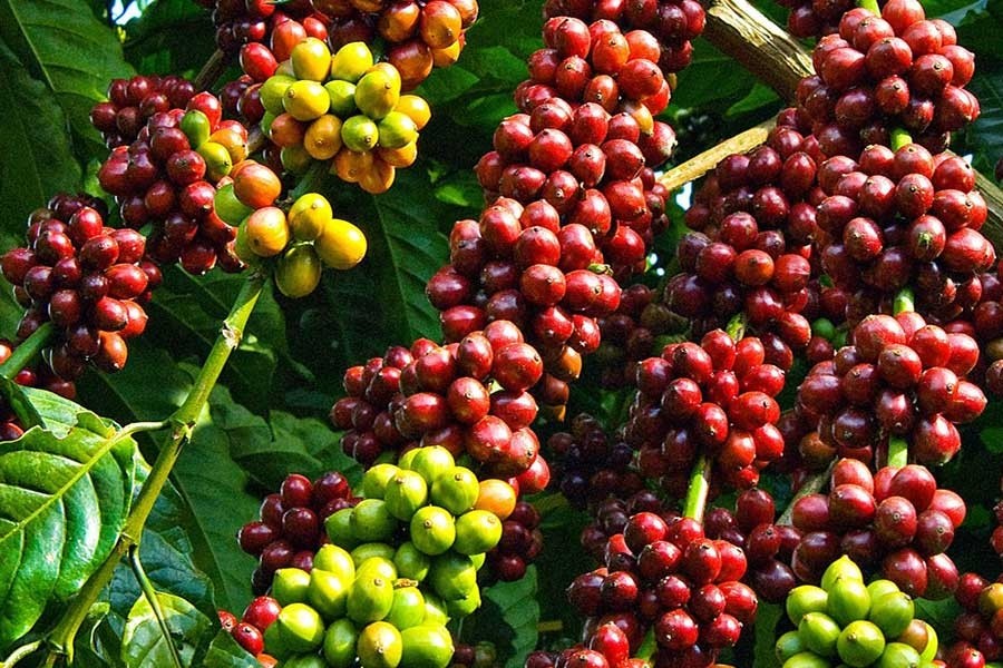 Giá cà phê hôm nay 20/5: Tăng sốc lên gần 60.000 đồng/kg