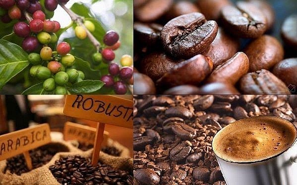 Giá cà phê hôm nay 25/5: Thị trường trong nước tăng thêm 500 đồng/kg