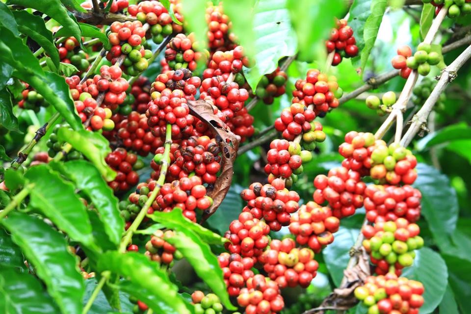 Giá cà phê hôm nay 28/5: Tăng gần lên mức 62.000 đồng/kg