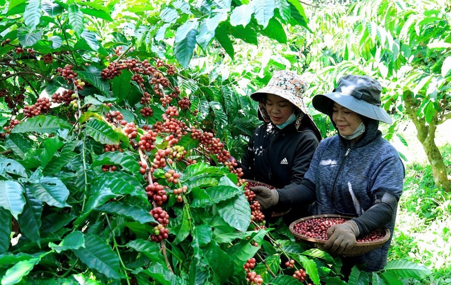 Giá cà phê hôm nay 8/6: Giá cà phê Tây Nguyên và miền Nam lên mức 62.000 đồng/kg