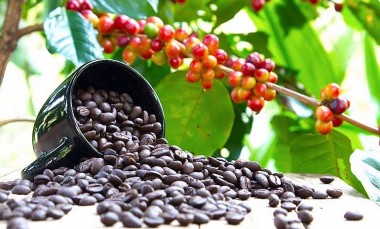 Giá cà phê hôm nay 11/6: Thị trường sôi động, giảm nhẹ 300 đồng/kg
