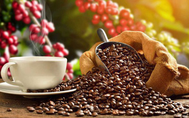 Giá cà phê hôm nay 13/6: Tăng thẳng đứng, lên mức 67.000 đồng/kg