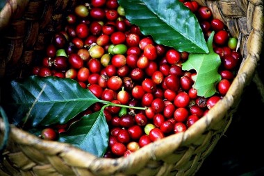 Giá cà phê hôm nay 20/6: Tăng 500 đồng/kg, dự báo giá cà phê chạm mốc 70.000 đồng/kg