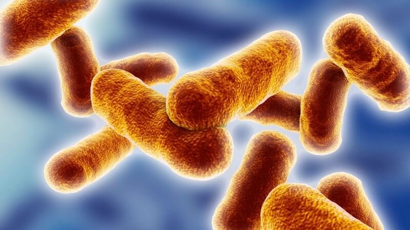 Vi khuẩn gây bệnh than là Bacillus anthracis - một loại vi khuẩn gram dương, hình que