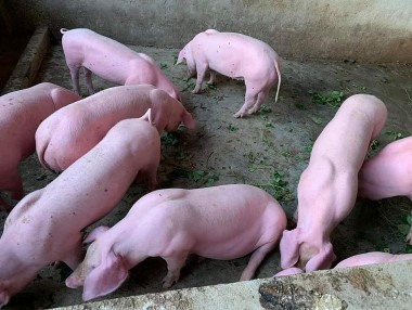 Giá heo hơi hôm nay 24/6: Giá lợn hơi cả nước bình quân mức 60.000 đồng/kg