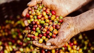 Giá cà phê hôm nay 2/7: Đầu tháng giảm thêm 800 – 900 đồng/kg