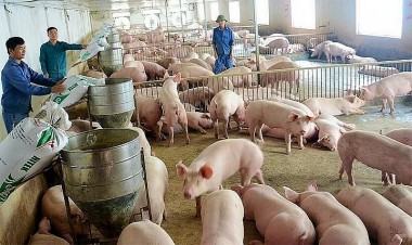 Giá heo hơi hôm nay 4/7: Dự báo giá lợn hơi tiếp tục tăng