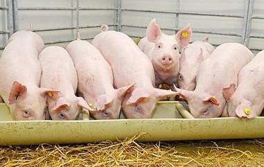 Giá heo hơi hôm nay 5/7: Giá lợn hơi tăng mạnh trên đường lên mức 70.000 đồng/kg