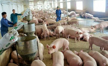 Giá heo hơi hôm nay 7/7: Giá lợn hơi cả nước dao động 59.000 đồng/kg đến 67.000 đồng/kg