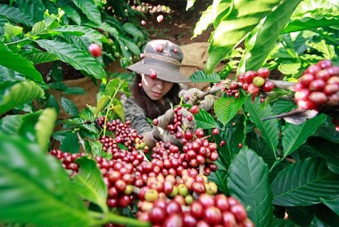 Giá cà phê hôm nay 14/7: Tiếp tục lao dốc, giá cà phê trong nước khó trụ mức 65.000 đồng/kg