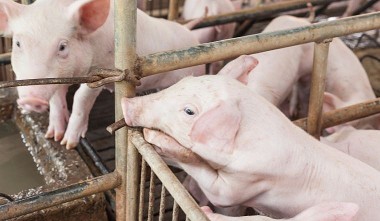 Giá heo hơi hôm nay 14/7: Giá lợn hơi bình quân được thu mua ở mức 61.500 đồng/kg