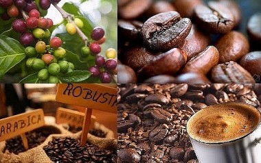 Giá cà phê hôm nay 17/7: Dự báo giá cà phê Tây Nguyên tăng mạnh tuần này