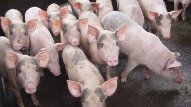 Giá heo hơi hôm nay 18/7: Giá lợn hơi miền Bắc cao hơn gần 10.000 đồng/kg so với miền Nam