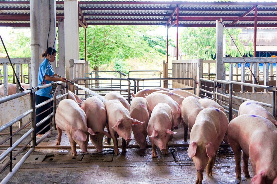 Giá heo hơi hôm nay 20/7: Giá lợn hơi giảm rải rác nhiều nơi miền Trung và miền Nam