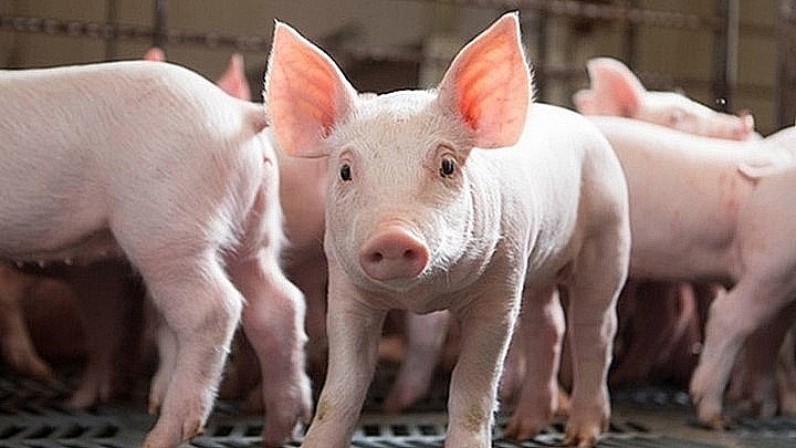 Giá heo hơi hôm nay ngày 24/7/2023: Đầu tuần giá lợn hơi cao nhất 64.000 đồng/kg