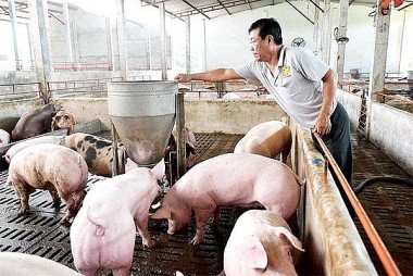 Giá heo hơi hôm nay 25/7: Giá lợn hơi tiếp tục giảm từ 1.000 - 2.000 đồng/kg