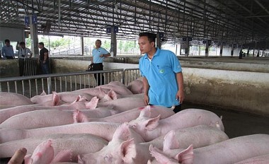 Giá heo hơi hôm nay 30/7/2023: Giá lợn hơi cao nhất ở mức 62.000 đồng/kg