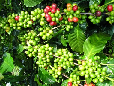 Giá cà phê hôm nay 30/7/2023: Chốt tuần giá cà phê trong nước giảm 1.500 đồng/kg