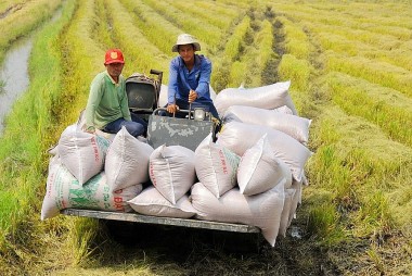 3 quốc gia cấm xuất khẩu gạo, thị trường gạo Việt Nam vượt mốc 550 USD/tấn