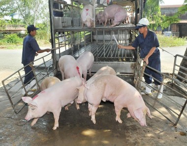 Giá heo hơi hôm nay 1/8: Giá lợn hơi thấp nhất 57.000 đồng/kg
