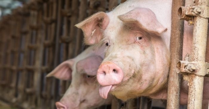 Giá heo hơi hôm nay 6/8: Giá lợn hơi dao động từ 57.000 – 63.000 đồng/kg