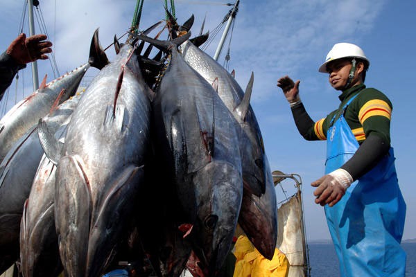 Xuất khẩu cá ngừ sang Italy tăng 12 lần trong tháng 6/2023