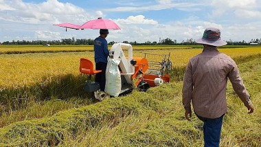 Lệnh cấm xuất khẩu gạo, El Nino khiến giá gạo tăng lên mức cao nhất trong gần 12 năm