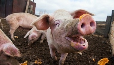 Giá heo hơi hôm nay 13/8: Chốt tuần giá lợn hơi dao động 57.000 - 63.000 đồng/kg