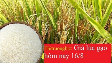 Giá lúa gạo hôm nay ngày 16/8/2023: Giá gạo tăng trở lại