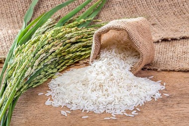 Giá lúa gạo hôm nay ngày 17/8/2023: Giá lúa bất ngờ giảm, gạo xuất khẩu cũng giảm theo