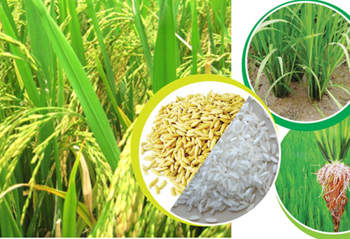 Giá lúa gạo hôm nay 18/8/2023: Giá lúa, giá gạo cùng điều chỉnh tăng