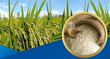 Giá lúa gạo hôm nay 23/8/2023: Giá lúa tăng mạnh