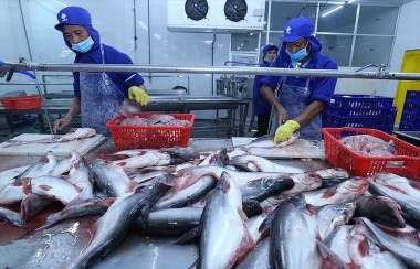7 tháng đầu năm, xuất khẩu cá tra đạt 1 tỷ USD