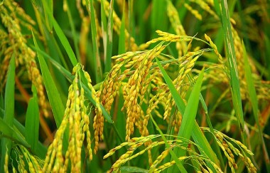 Giá lúa gạo hôm nay 24/8/2023: Giá gạo tăng nhưng sức mua giảm