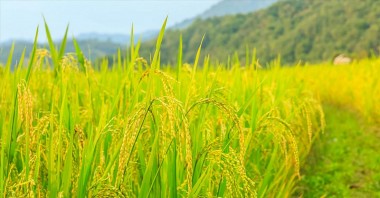 Giá lúa gạo hôm nay 26/8/2023: Giá lúa tăng tại khu vực Đồng bằng sông Cửu Long