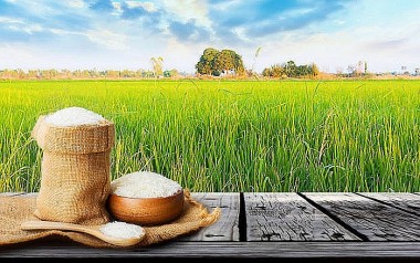Giá lúa gạo hôm nay 27/8/2023: Dự đoán giá gạo xuất khẩu tăng mạnh