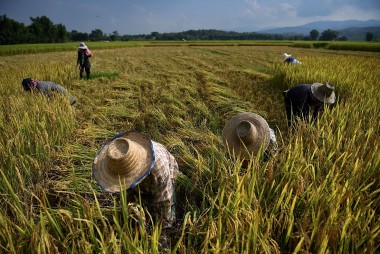 El Nino khiến gạo, dầu cọ, sản lượng cây trồng châu Á giảm mạnh