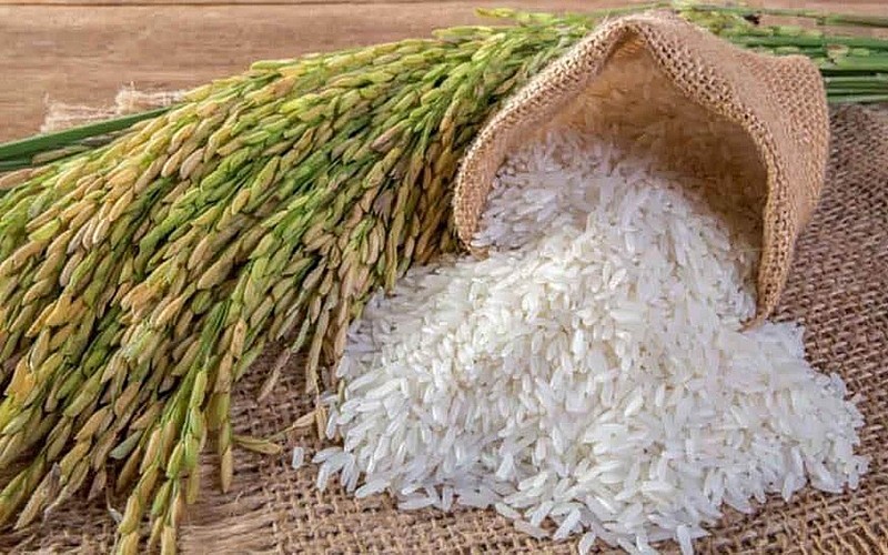 Giá lúa gạo hôm nay 2/9/2023: Vào vụ mới, giá lúa thu đông tăng cao