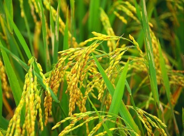 Giá lúa gạo hôm nay 3/9/2023: Dự báo giá lúa Thu Đông tiếp tục tăng