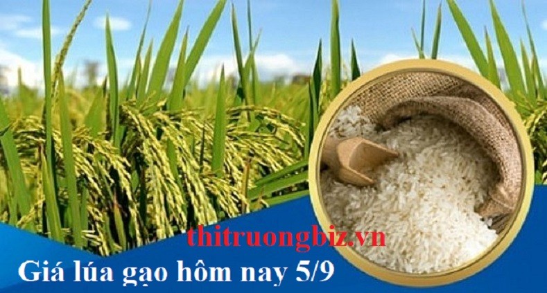 Giá lúa gạo hôm nay 5/9: Dự báo thị trường sôi động sau kì nghỉ dài