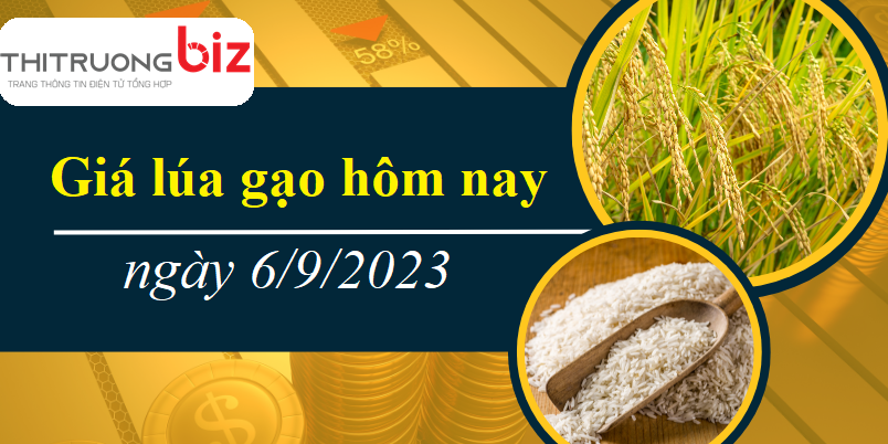 Giá lúa gạo hôm nay 6/9/2023: Gạo đồng loạt giảm mạnh, lúa giữ giá