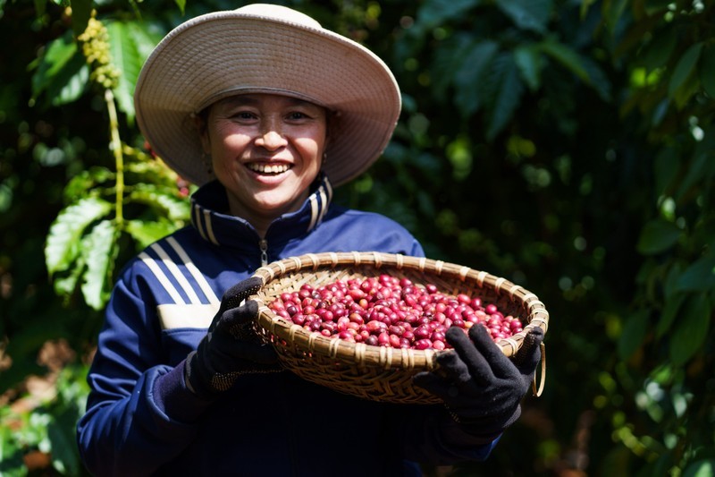 Nông dân Việt Nam thu tiền tỉ nhờ kiên trì trồng loại hạt