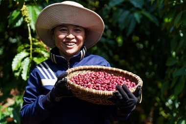 Nông dân Việt Nam thu tiền tỉ nhờ kiên trì trồng loại hạt