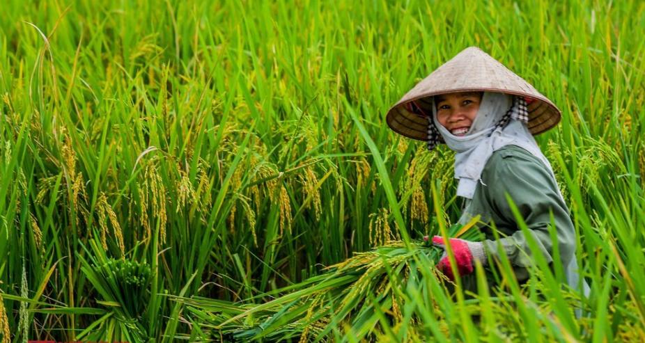 Xuất khẩu gạo Việt Nam đạt kỷ lục, trở thành nguồn cung số 1 thế giới
