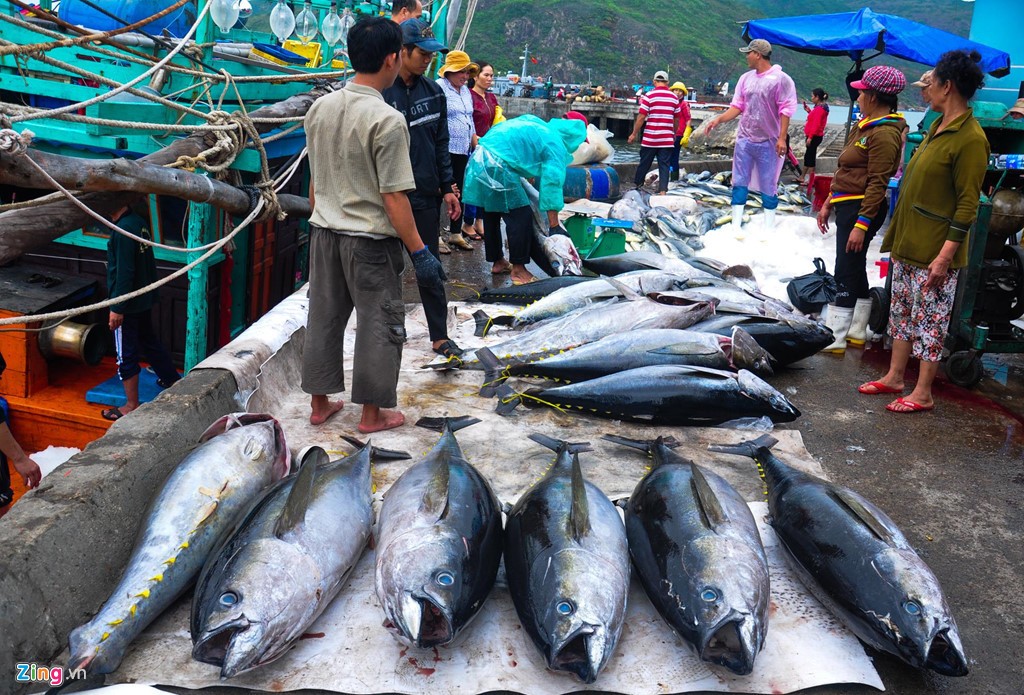Cá ngừ Việt Nam khó đi sâu vào thị trường Anh