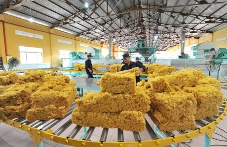 Trung Quốc là thị trường xuất khẩu cao su lớn nhất của Việt Nam
