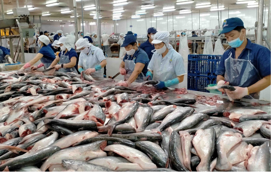 Cơ hội cho cá tra Việt Nam lấp đầy khoảng trống trên thị trường quốc tế
