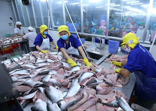 Một quốc gia Nam Mỹ trở thành thị trường nhập khẩu cá tra lớn thứ 4 của Việt Nam trong quý 4/2023