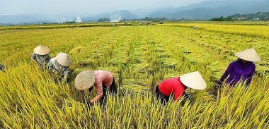 Thủ tướng ký Chỉ thị đẩy mạnh sản xuất, xuất khẩu lúa gạo