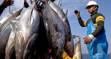 Một loại cá đại dương ngon nhất của Việt Nam xuất khẩu đến 80 thị trường trong 2 tháng đầu năm
